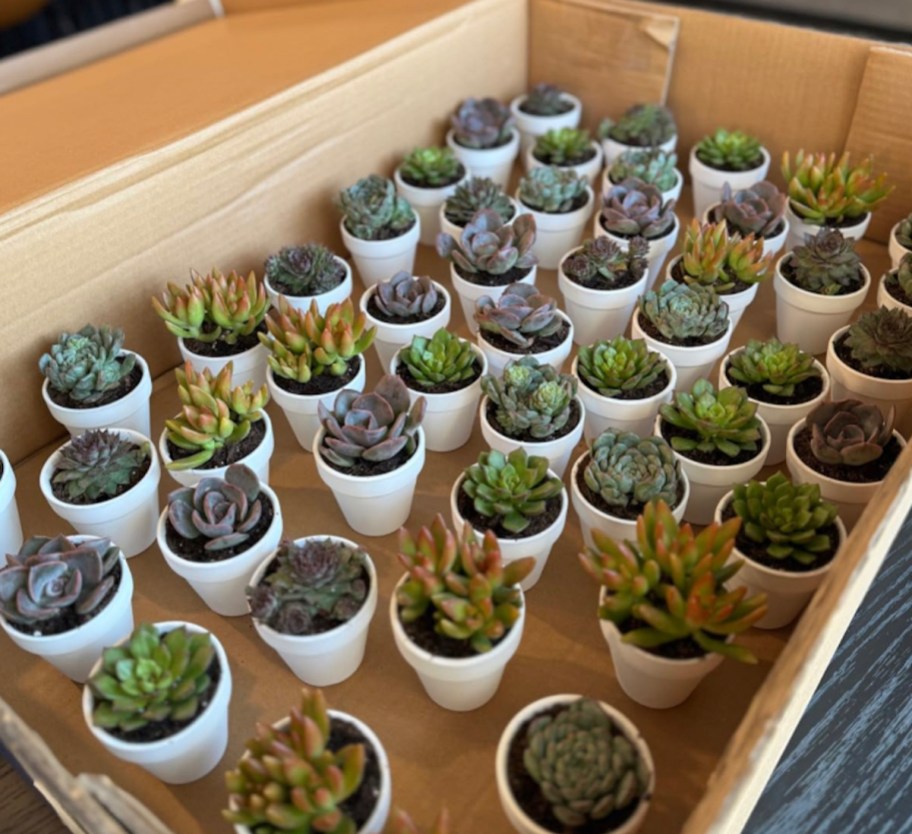 various potted plants in box