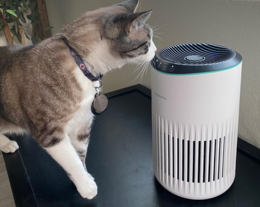 cat smelling air purifier