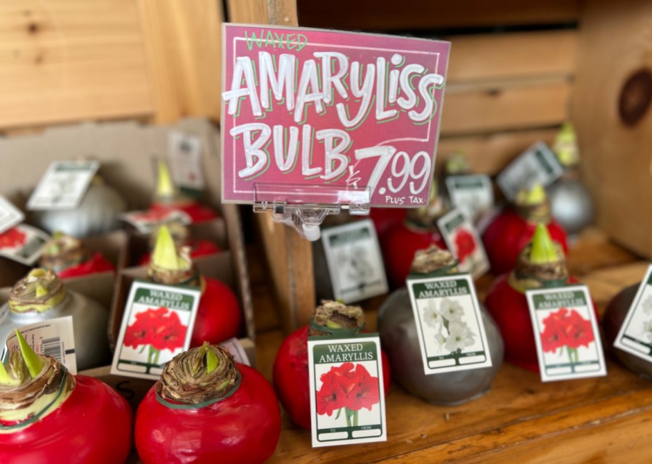 An amaryllis bulb from trader joe's for just $7.99