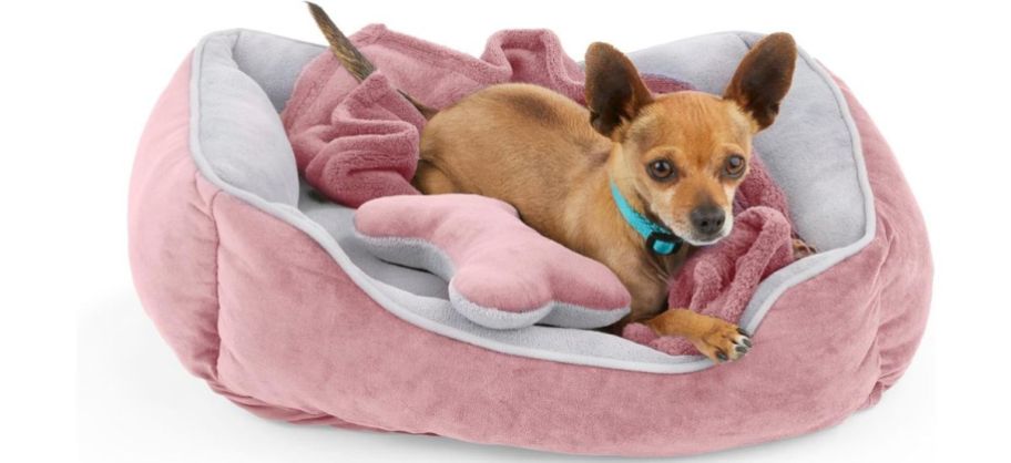 A cute little dog sitting on a pink EveryYAY Essentials Snooze Fest Small Dog Bed