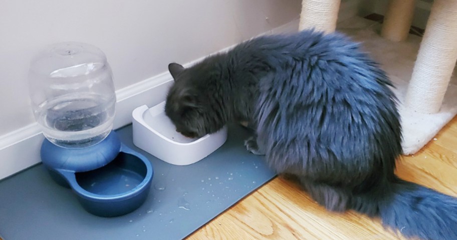 cat eating food from a bowl on a mat