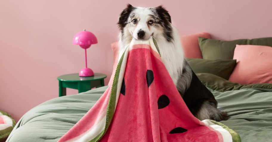 dog with calming blanket