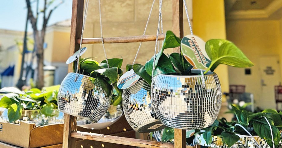 disco ball planters hanging from plant <a href='https://www.christabellehowie.com/product-tag/candle-stand-decor' target='_blank' rel='follow'>stand</a> outside of store” width=”912″ height=”479″></p>
<p>Stop by Trader Joe’s where we spotted these Disco Ball Planters for just $12.99!</p>
<div class=