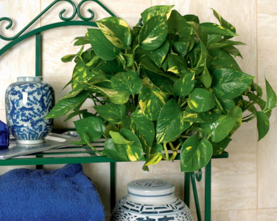 hanging golden pothos on shelf