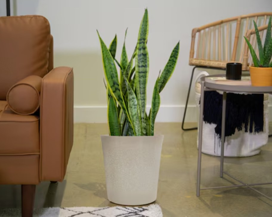 snake plant in pot