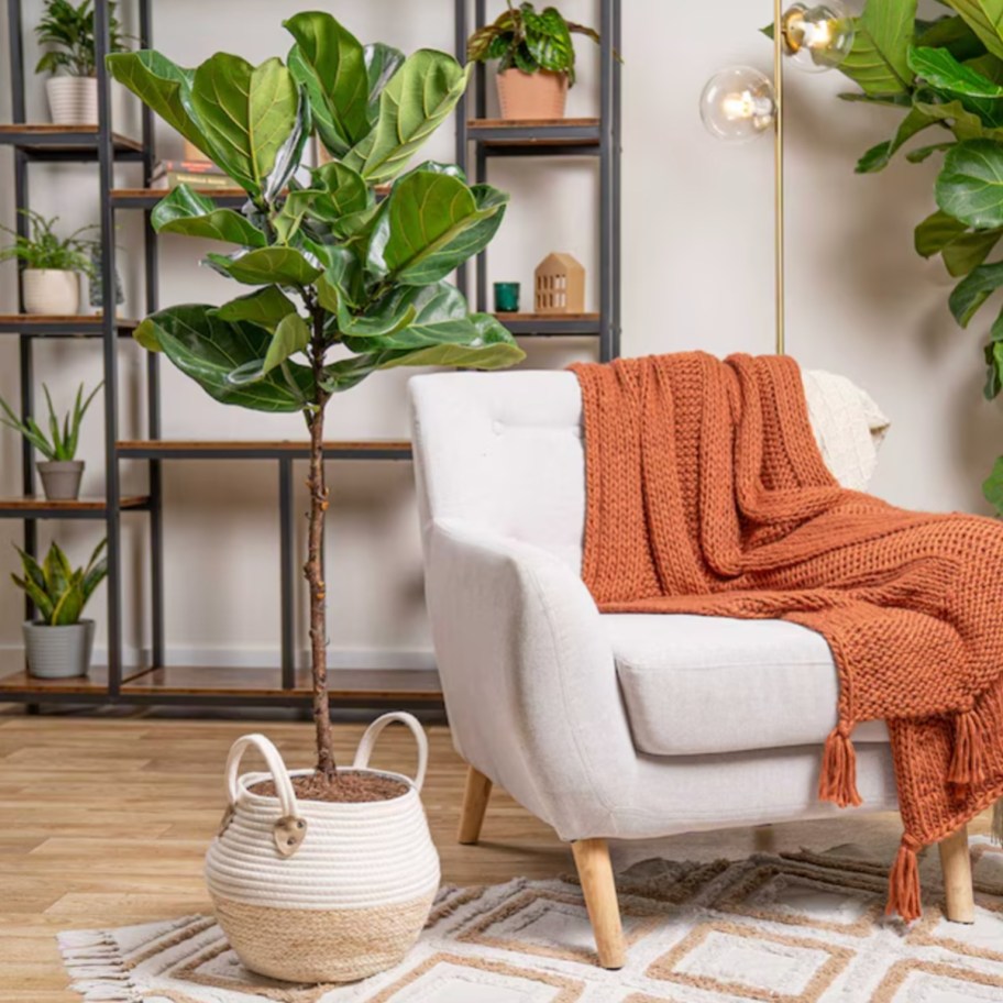 fiddle leaf fig in basket