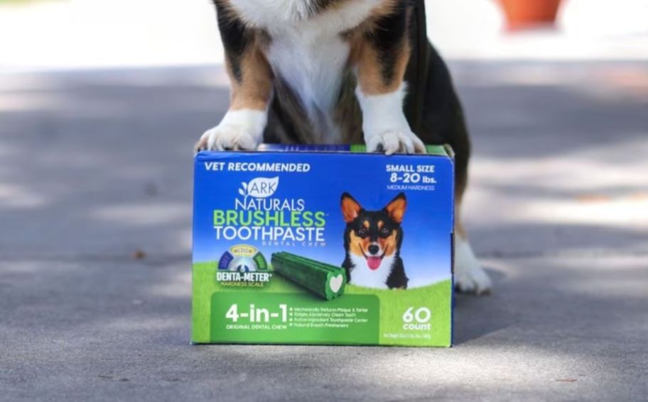 dog's front paws on top of a box of doggy dental treats. 