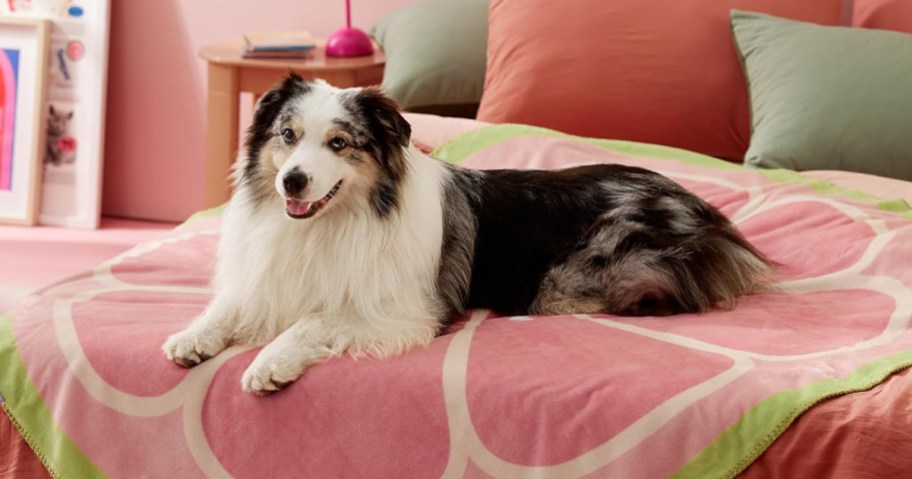 dog sitting on a colorful fruit blanket