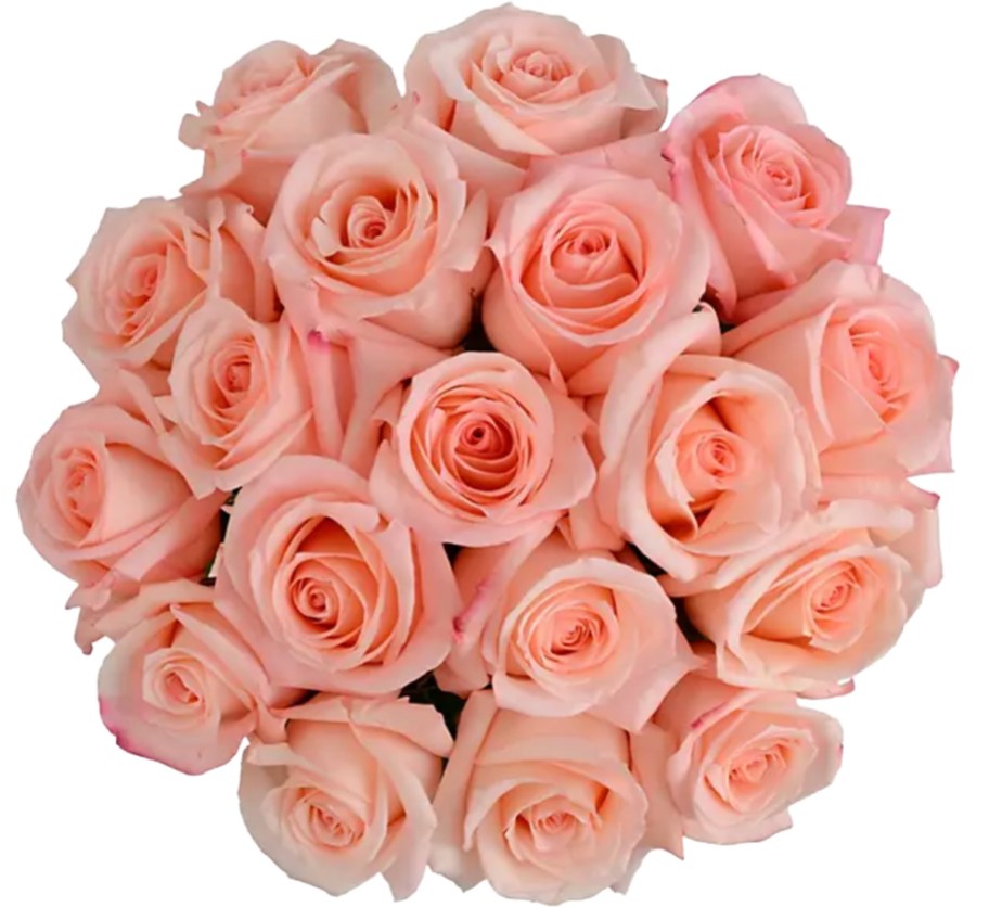 pink roses 18 stems