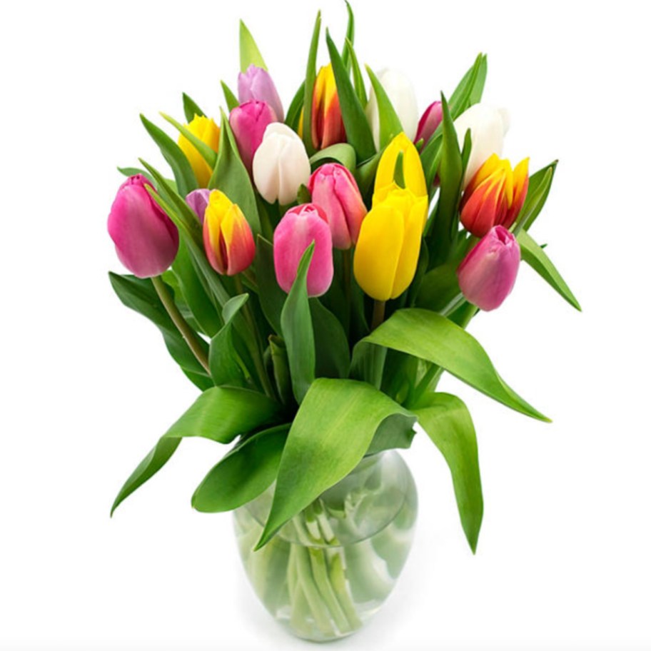 rainbow tulips in vase