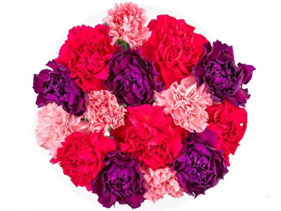 Live Valentine's Day Carnations