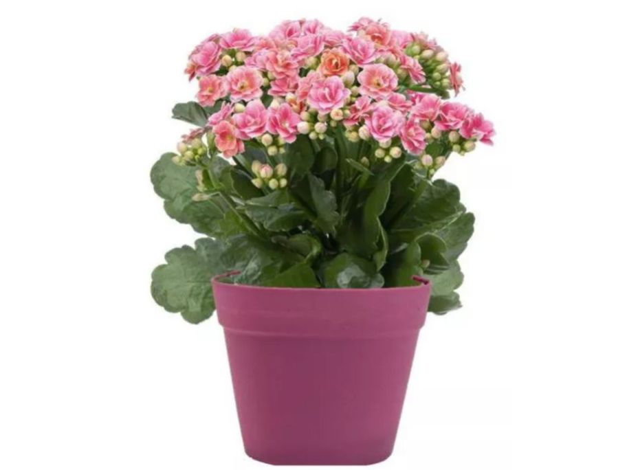 Spritz Live 4 Kalanchoe Potted Plants