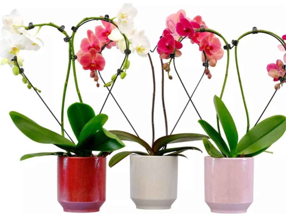 Live Valentine's Day Orchid