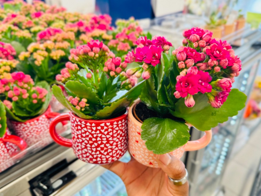 Hand holding ceramic bloom flowers in different colors