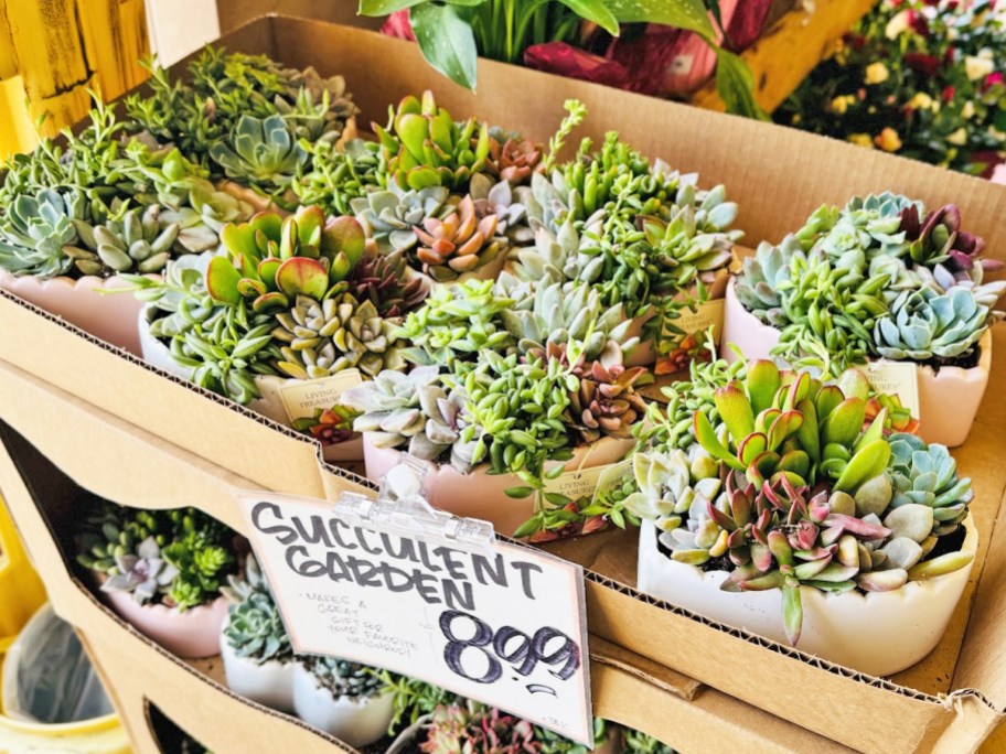 variety of succulents planted in heart-shaped planters