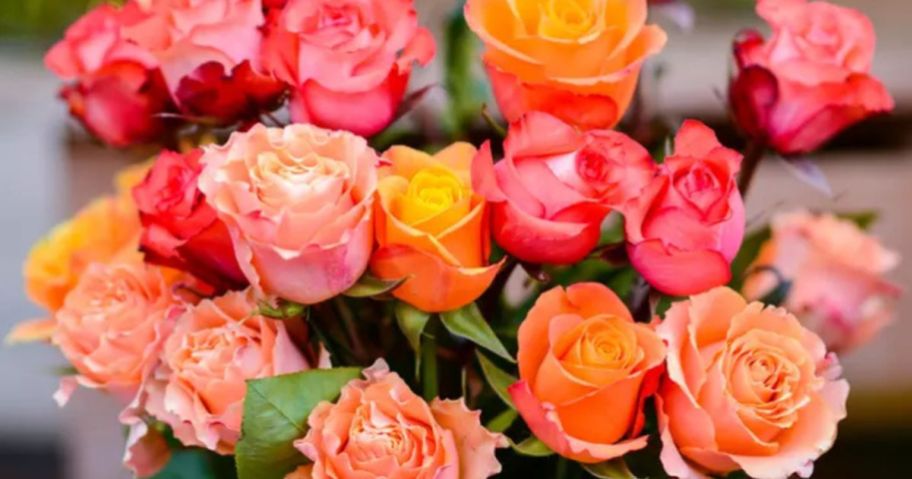 Assorted Colored Roses