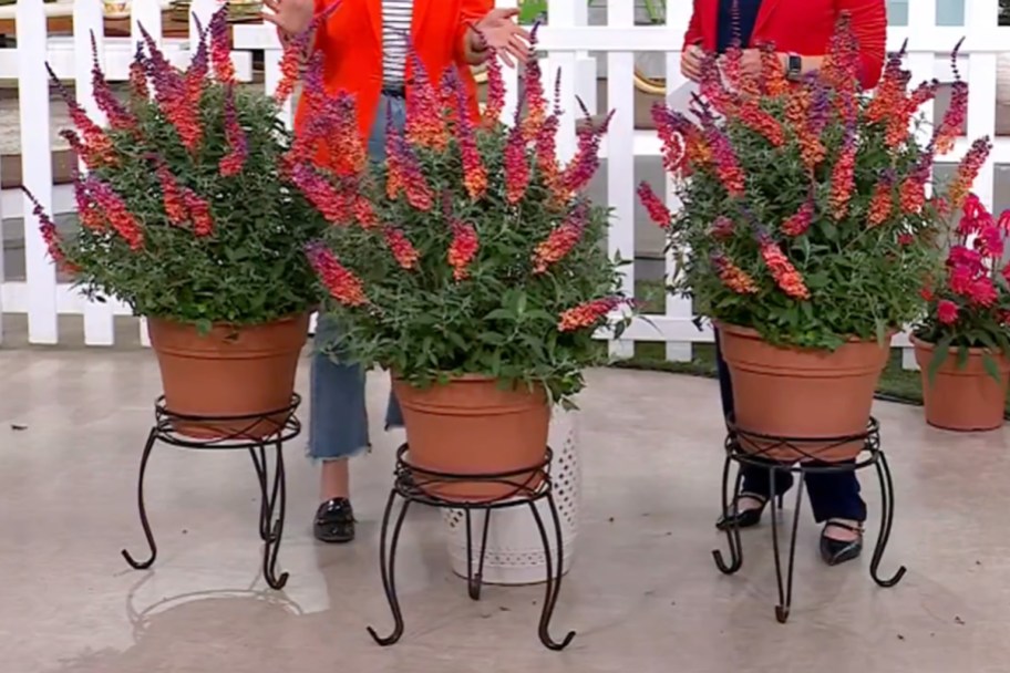 butterfly bushes in pots