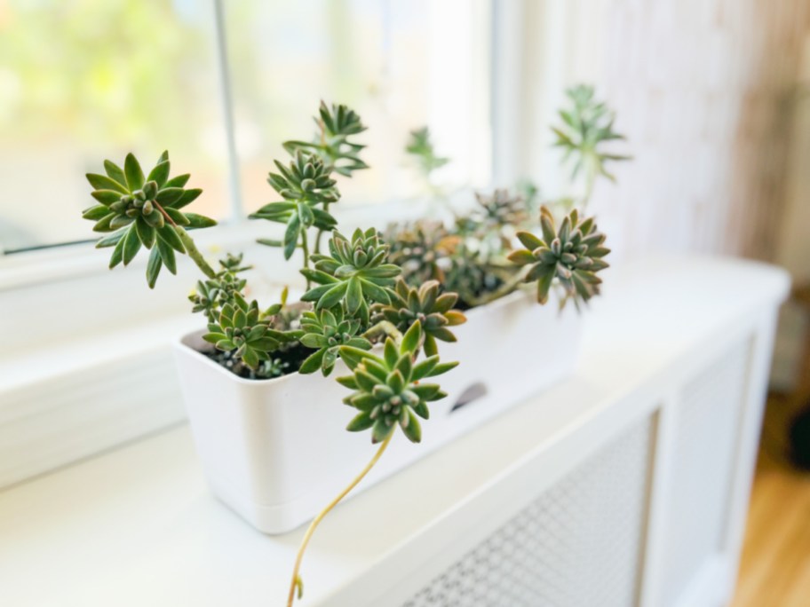 target self watering planter box filled with succulents placed on a windowsil