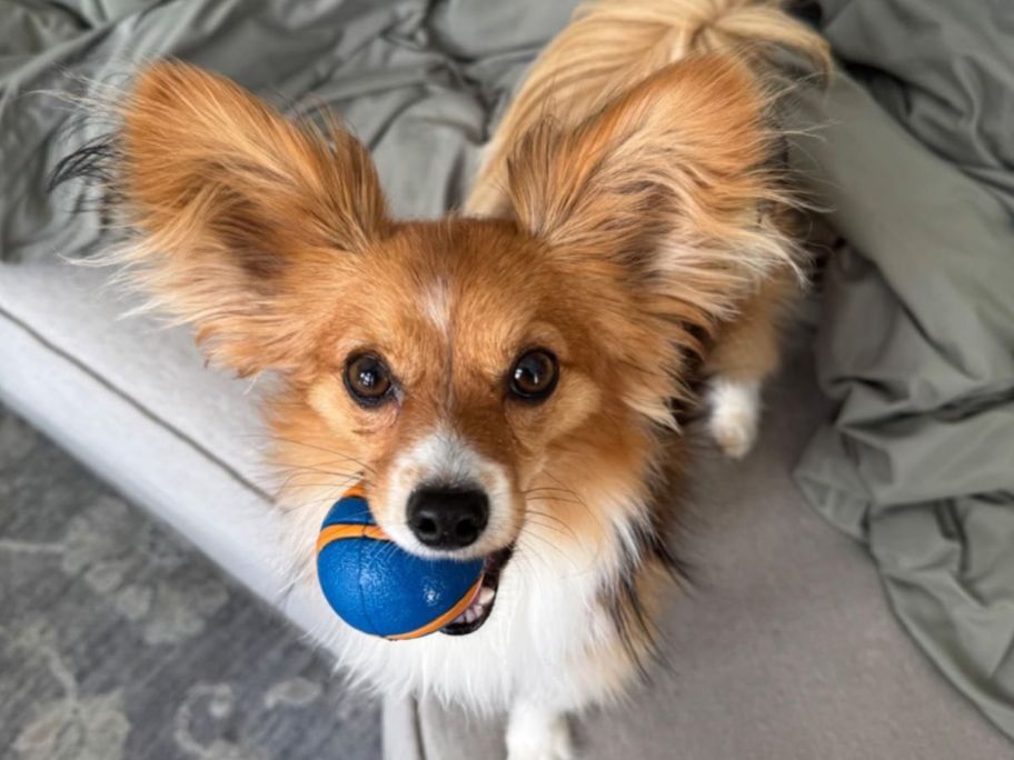  cute small pup with a ball in their mouth