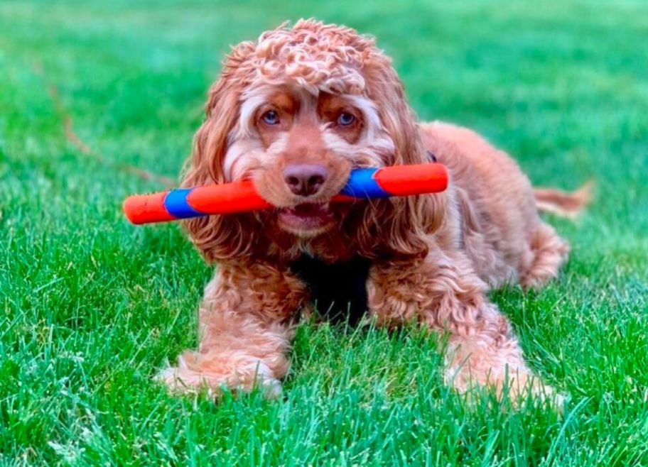 Chuckit Ultra Fetch Stick Outdoor Dog Toy