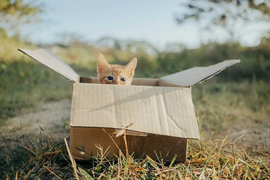 Adorable kitten peeking out of a cardboard box in a grassy field, perfect for pet lovers. - affordable subscription box deals for pet owners