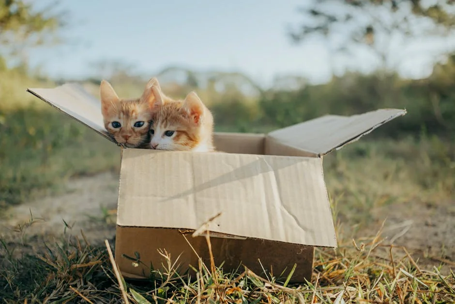 Two cute kittens curiously peeking from a cardboard box on a sunny day in a grassy field. - affordable subscription box deals for pet owners