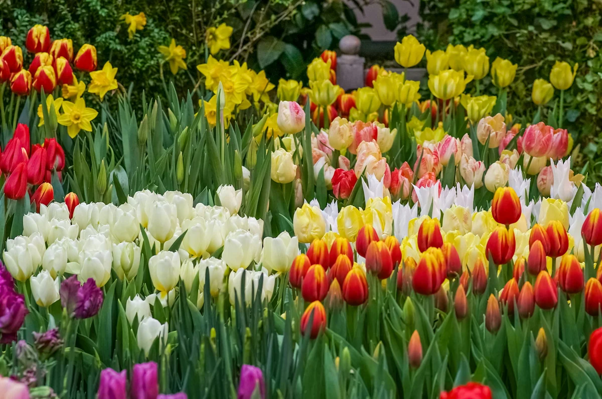 a field of colorful tulips and other flowers - garden plants flowers - Backyard furniture and gardening tool discount offers