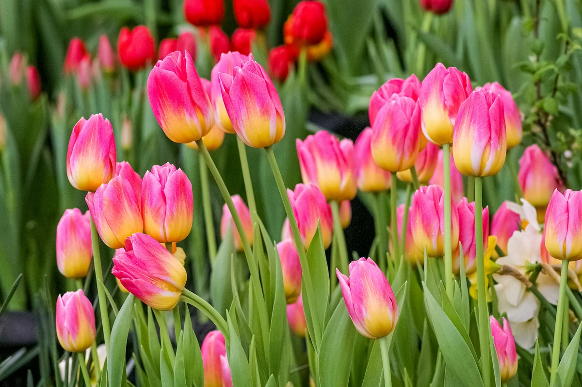 a bunch of pink and yellow flowers in a field - garden plants flowers - Backyard furniture and gardening tool discount offers