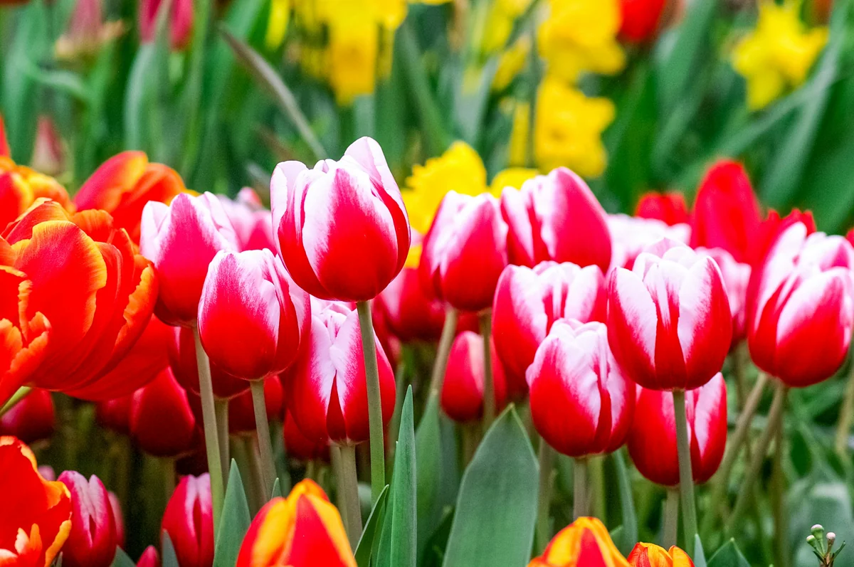 a field full of red and yellow flowers - garden plants flowers - Backyard furniture and gardening tool discount offers