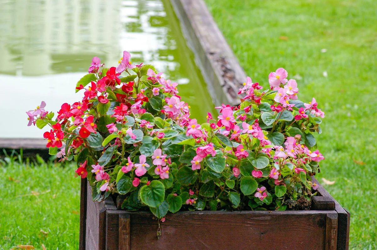 Autumn garden flowers in pot - garden plants flowers - Backyard furniture and gardening tool discount offers