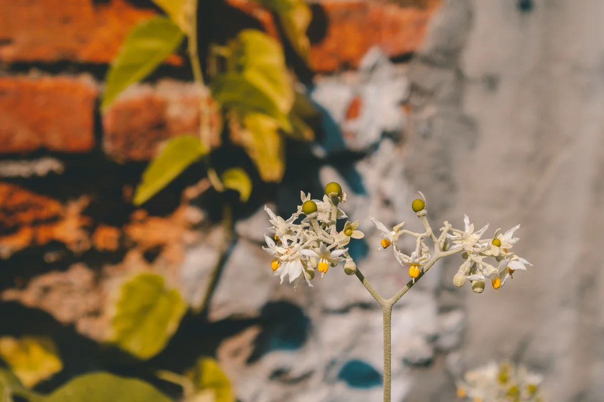 Delicate white flowers bloom against brick and wall. - garden plants flowers - Backyard furniture and gardening tool discount offers