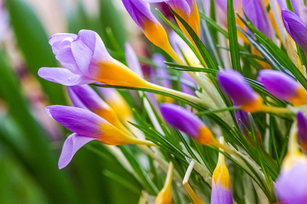 a bunch of purple and yellow flowers in a vase - garden plants flowers - Backyard furniture and gardening tool discount offers