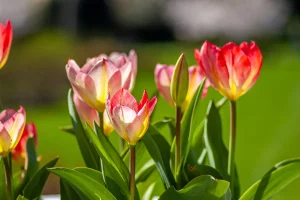 Backyard furniture and gardening tool discount offers: 6