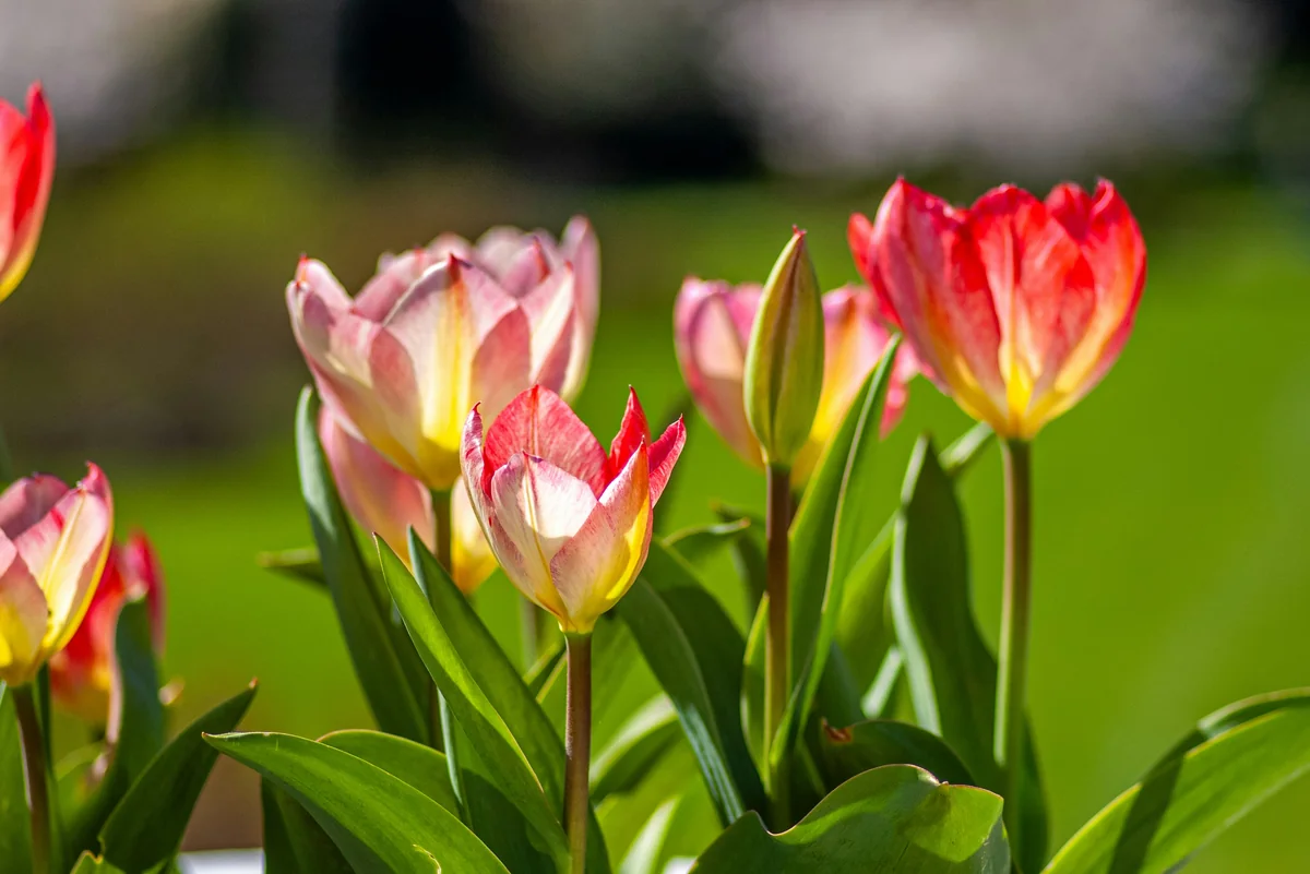 Backyard furniture and gardening tool discount offers: 6 - Backyard furniture and gardening tool discount offers